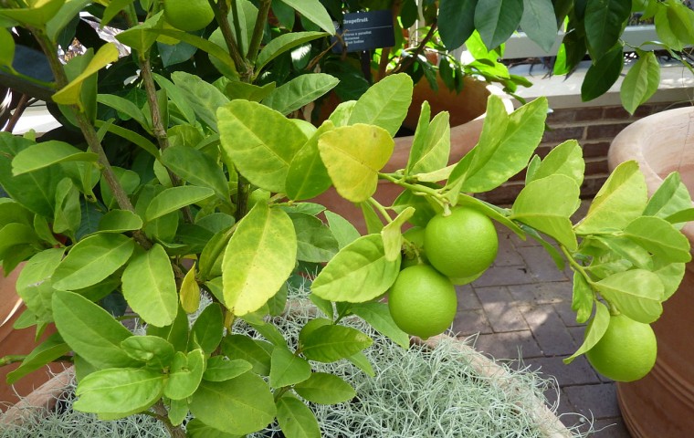 key lime